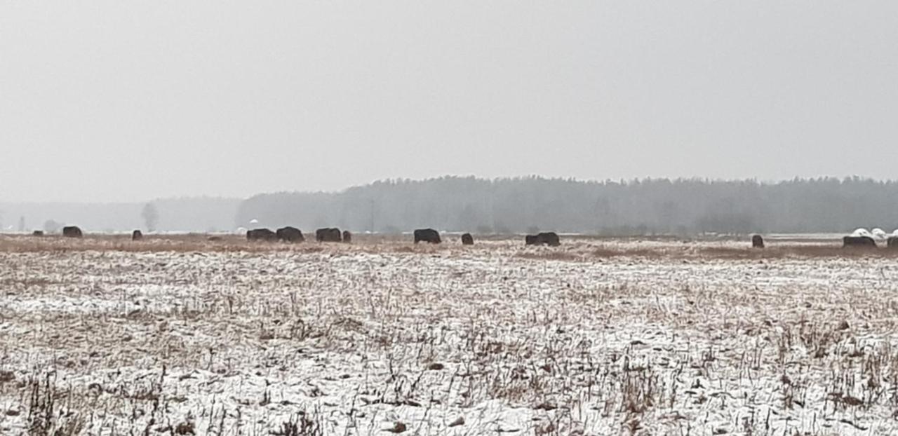 Zdalnie Z Lasu - Siedlisko W Puszczy Bialowieskiej Narewka Exterior photo