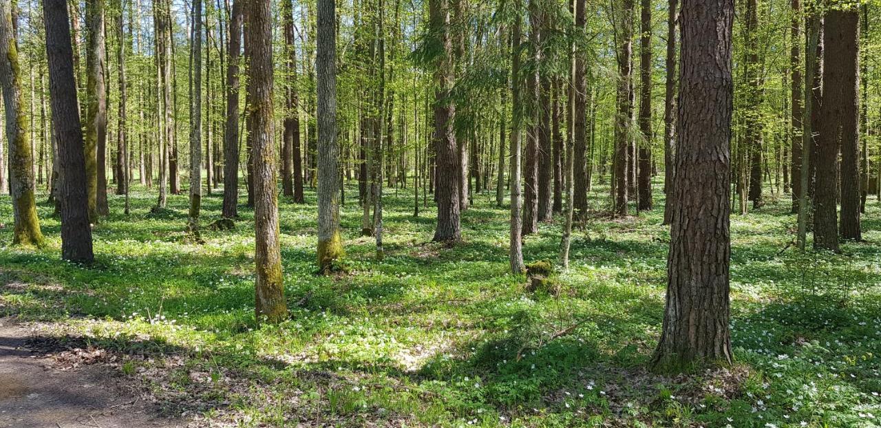 Zdalnie Z Lasu - Siedlisko W Puszczy Bialowieskiej Narewka Exterior photo